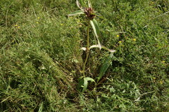 Gentiana macrophylla