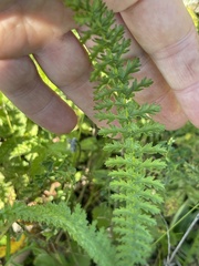 Filipendula vulgaris