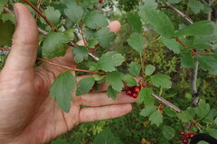 Ribes diacanthum