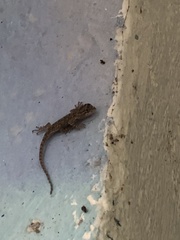 Sceloporus grammicus