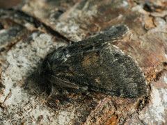 Gluphisia crenata