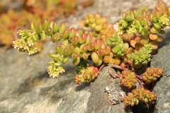 Sedum album