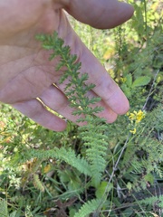 Filipendula vulgaris