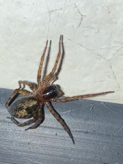 Amaurobius fenestralis