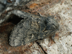 Gluphisia crenata