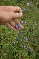 Adenophora stenanthina