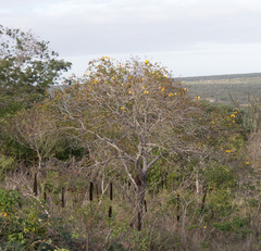 Cochlospermum vitifolium