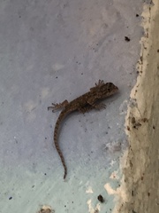 Sceloporus grammicus