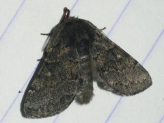 Gluphisia crenata