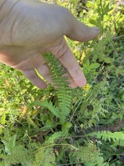 Filipendula vulgaris