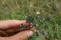Amethystea caerulea
