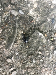 Pangaeus bilineatus