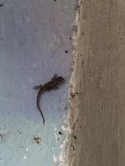 Sceloporus grammicus