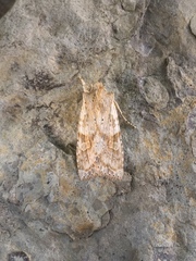 Lithophane bethunei