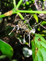 Ophiocordyceps