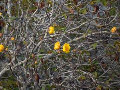 Cochlospermum vitifolium