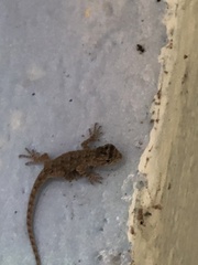 Sceloporus grammicus