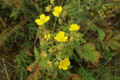 Potentilla