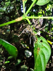 Ophiocordyceps