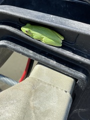 Hyla