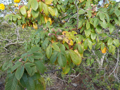 Cochlospermum vitifolium