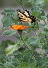 Papilio glaucus
