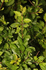 Prunus spinosa