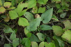 Maianthemum bifolium