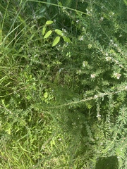 Lespedeza cuneata