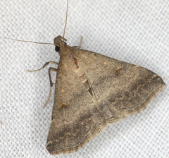 Tetanolita palligera