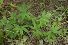 Anemonastrum dichotomum