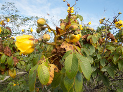 Cochlospermum vitifolium