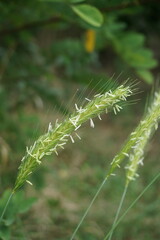Hordeum bulbosum
