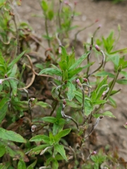 Epilobium tetragonum