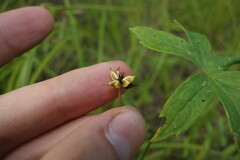 Anemonastrum dichotomum