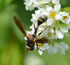 Physocephala sagittaria
