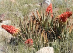 Aloe claviflora