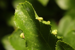 Eriophyes similis