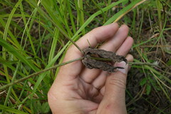 Anemonastrum dichotomum