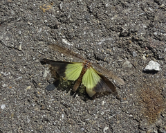 Trimerotropis verruculata