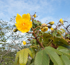 Cochlospermum vitifolium