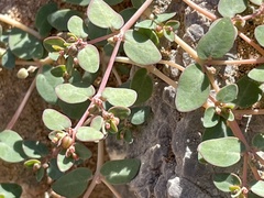 Euphorbia micromera