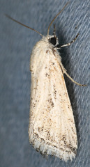 Leucocnemis variabilis