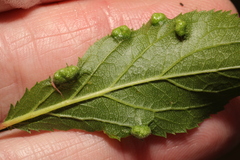 Eriophyes similis