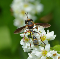 Physocephala sagittaria