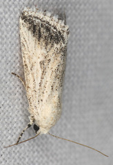 Leucocnemis variabilis