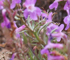 Penstemon gairdneri