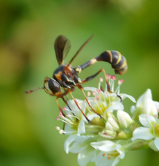Physocephala sagittaria