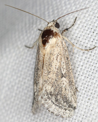 Leucocnemis variabilis