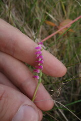 Spiranthes australis